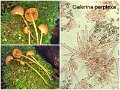 Galerina perplexa-amf160-1